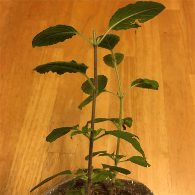 Holy Basil Tulsi Nov 24 2020 27 - Purple of Krishna Tulsi needs Sunlight as well