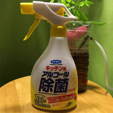 Fungus Gnats Control キノコバエ コバエ 復活 アルコールスプレーと無機物の土 そして新しい害虫対策にも出会いました Infinite Holy Basil Tulsi ホーリーバジル トゥルシー との日々