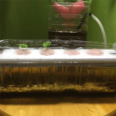 Holy Basil Tulsi Nov 29 2020 23 - New Hydroponic System for Krishna Tulsi (Seedlings Day 62 Seeds Day 4)