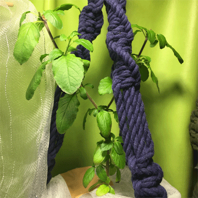 Holy Basil Tulsi Nov 29 2020 6 - Krishna Tulsi 1gou Evening
