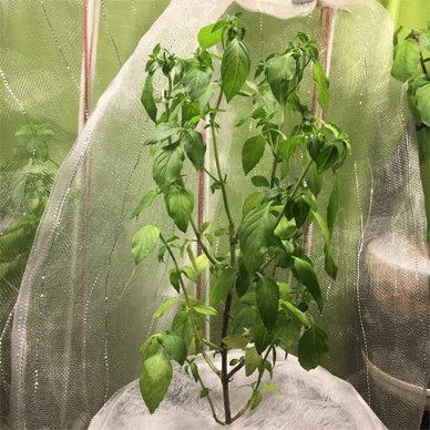 Holy Basil Tulsi Nov 29 2020 8 - Put Anti Fungus Gnats Cover after Alcohol Spray on Soil