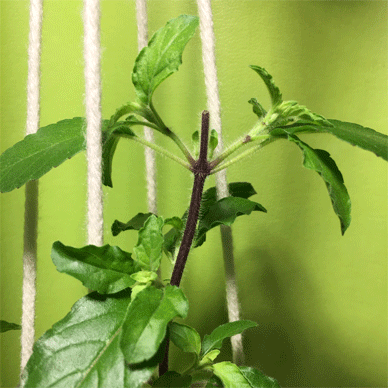 Holy Basil Tulsi Nov 3 2020 10 - Krishna Tulsi 2gou Eveing