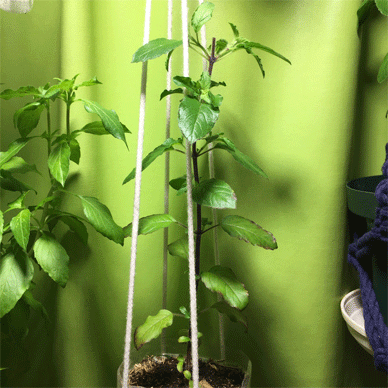 Holy Basil Tulsi Nov 3 2020 9 - Krishna Tulsi 2gou Eveing