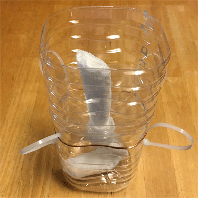 Holy Basil Tulsi Nov 6 2020 24 - New Bigger PET bottle Self Watering Pots