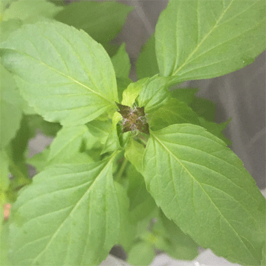 Holy Basil Tulsi Oct 10 2020 5 - Oya Tulsi with Insect Repellent Screen Evening