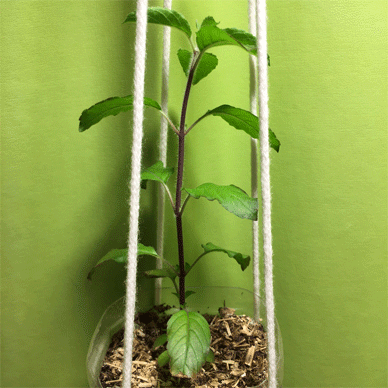 Holy Basil Tulsi Oct 1 2020 25 - Krishna Tulsi 2gou Evening