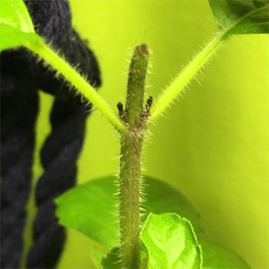 Holy Basil Tulsi Oct 1 2020 28 - Krishna Tulsi 1gou WAKIME the Lateral Buds died becase of Neem Seed Oil