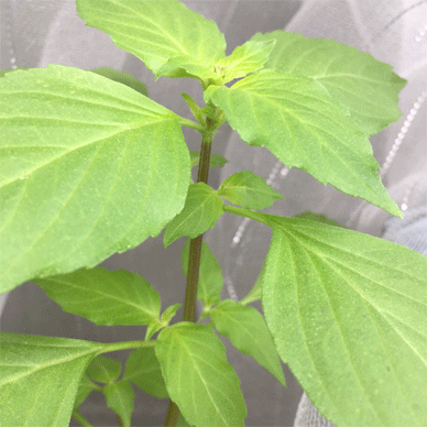 Holy Basil Tulsi Oct 1 2020 3 - Oya Tulsi with Insect Repellent Screen Stem getting Purple