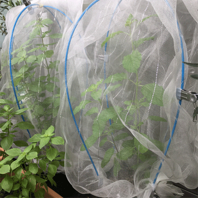Holy Basil Tulsi Oct 12 2020 11 - Krishna Tulsi with Insect Repellent Screen Morning