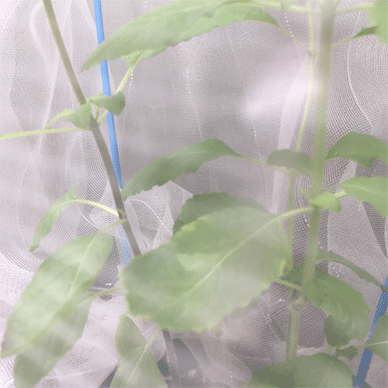 Holy Basil Tulsi Oct 12 2020 12 - Krishna Tulsi with Insect Repellent Screen Morning