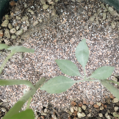 Holy Basil Tulsi Oct 12 2020 24 - Homemade Onion Peel Eggshell Used Tea Leaf NPK Fertilizer