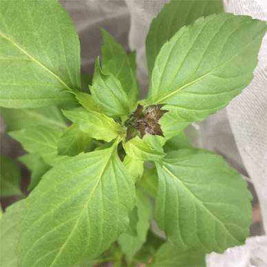 Holy Basil Tulsi Oct 12 2020 8 - Oya Tulsi with Insect Repellent Screen Morning