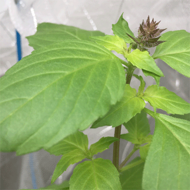 Holy Basil Tulsi Oct 12 2020 9 - Oya Tulsi with Insect Repellent Screen Morning