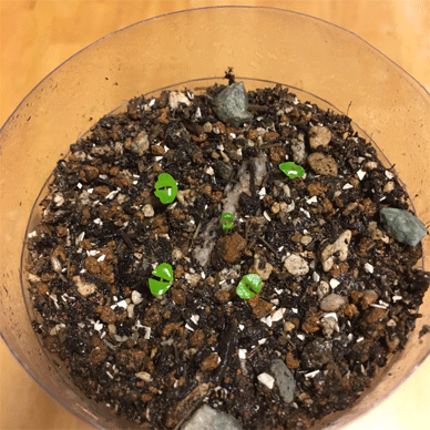Holy Basil Tulsi Oct 14 2020 12 - Krishna Tulsi Seeds on the Nutrient Packed Soil Germinated (Day 16) M