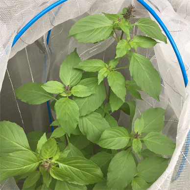 Holy Basil Tulsi Oct 15 2020 21 - Oya Tulsi with Insect Repellent Screen Morning