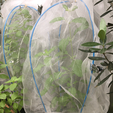 Holy Basil Tulsi Oct 15 2020 23 - Krishna Tulsi with Insect Repellent Screen Morning