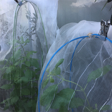 Holy Basil Tulsi Oct 16 2020 12 - Taller Prop Installation for Krishna Tulsi Morning