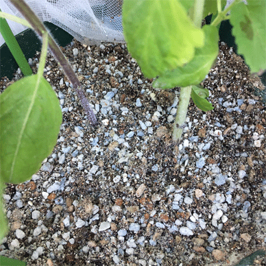 Holy Basil Tulsi Oct 16 2020 14 - Alkaline Fertilizer Million for Oya and Krishna Tulsi