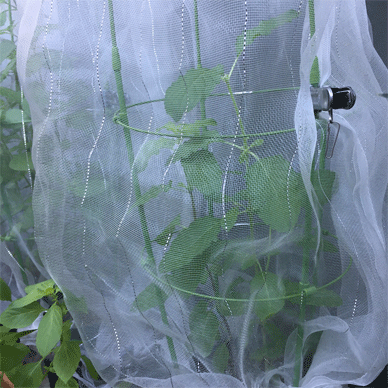 Holy Basil Tulsi Oct 16 2020 16 - Taller Prop Installation for Krishna Tulsi Morning gif.gif