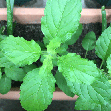 Holy Basil Tulsi Oct 17 2020 2 - Krishna Tulsi CENTER Morning gif.gif