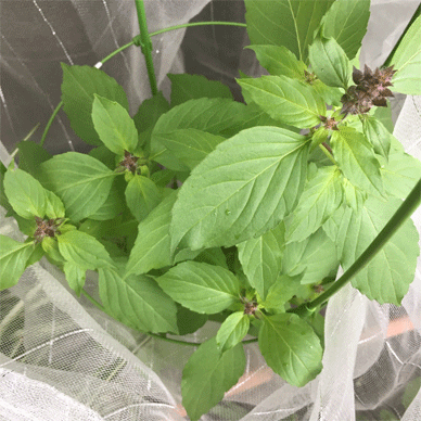 Holy Basil Tulsi Oct 17 2020 6 - Oya Tulsi with Insect Repellent Screen Morning