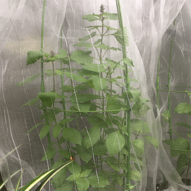 Holy Basil Tulsi Oct 17 2020 7 - Oya Tulsi with Insect Repellent Screen Morning
