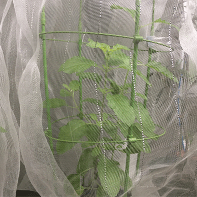 Holy Basil Tulsi Oct 17 2020 8 - Krishna Tulsi with Insect Repellent Screen Morning
