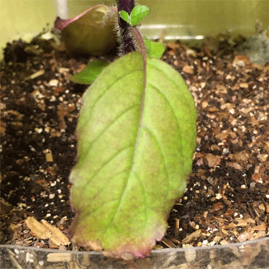 Holy Basil Tulsi Oct 18 2020 26 - Krishna Tulsi 2gou That was Purple as I thought