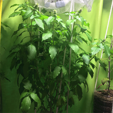 Holy Basil Tulsi Oct 18 2020 3 - Oya Tulsi 2gou Morning