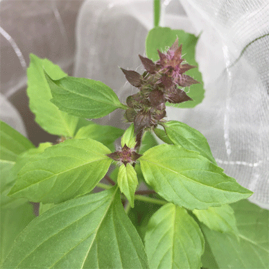 Holy Basil Tulsi Oct 19 2020 11 - Oya Tulsi with Insect Repellent Screen Round Calyxes Morning