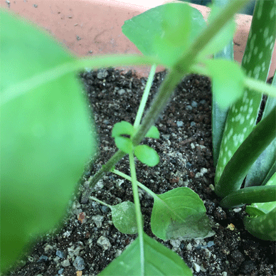 Holy Basil Tulsi Oct 19 2020 21 - Krishna Tulsi RIGHT Stem Getting Purple