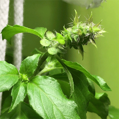 Holy Basil ホーリーバジルはself Pollinating Self Fertile 自家受粉 Oya Tulsi オオヤトゥルシーの花芽に丸いcalyxes がくが出た Infinite Holy Basil Tulsi ホーリーバジル トゥルシー との日々