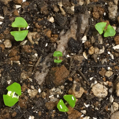 Holy Basil Tulsi Oct 20 2020 15 - Krishna Tulsi Seeds on the Nutrient Packed Soil Germinated (Day 22) M