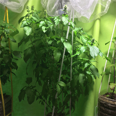 Holy Basil Tulsi Oct 20 2020 3 - Oya Tulsi 2gou Morning