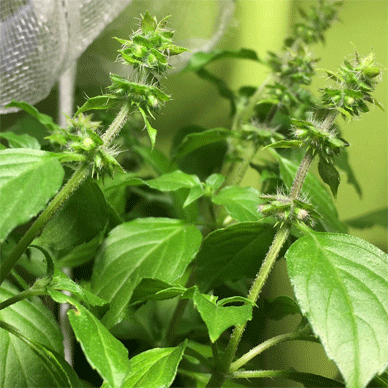 Holy Basil Tulsi Oct 20 2020 39 - Flower Buds Getting Bigger Late Night