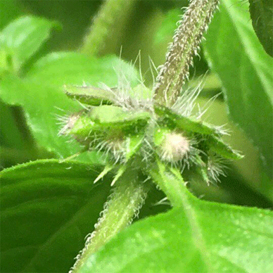 Holy Basil Tulsi Oct 20 2020 41 - Oya Tulsi 2gou Flower Buds Getting ready to Bloom