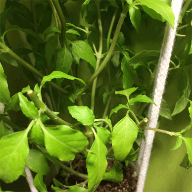 Holy Basil Tulsi Oct 20 2020 44 - Oya Tulsi 2gou Cutting Flower Buds and try Water Culture