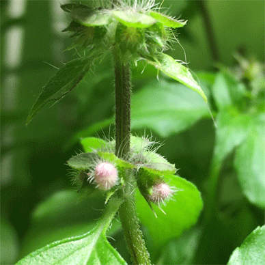 Holy Basil Tulsi Oct 21 2020 1 - Oya Tulsi 2gou Flower Buds Ready to Bloom Morning