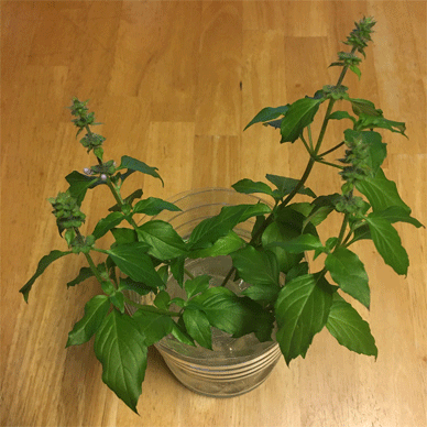 Holy Basil Tulsi Oct 21 2020 16 - Oya Tulsi 2gou Water Cultured Flower Buds Evening