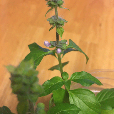 Holy Basil Tulsi Oct 21 2020 17 - Oya Tulsi 2gou Water Cultured Flower Buds Evening