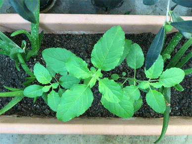 Holy Basil Tulsi Oct 2 2020 17 - Krishna Tulsi and Aloe Vera Planter Morning