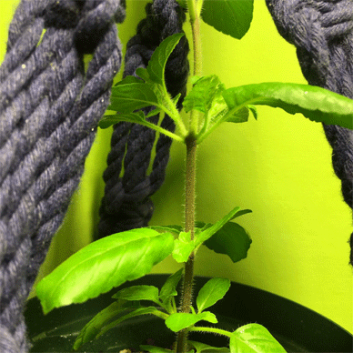 Holy Basil Tulsi Oct 2 2020 29 - Krishna Tulsi 1gou Lateral Buds Evening