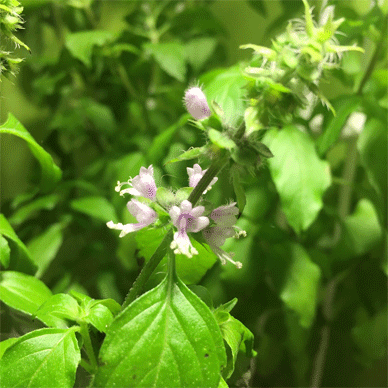 Holy Basil Tulsi Oct 22 2020 11 - Flower Buds of Oya Tulsi 2gou Water Cultured Flowers Blooming E