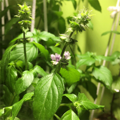 Holy Basil Tulsi Oct 22 2020 1 - Flower Buds of Oya Tulsi 2gou Water Cultured Flowers Blooming M
