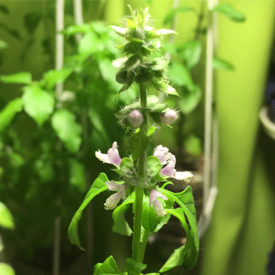 Holy Basil Tulsi Oct 22 2020 32 - Flower Buds of Oya Tulsi 2gou Water Cultured Flowers Blooming E