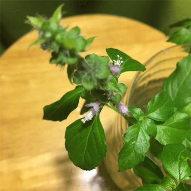 Holy Basil Tulsi Oct 22 2020 7 - Flower Buds of Oya Tulsi 2gou Water Cultured Flowers Blooming M