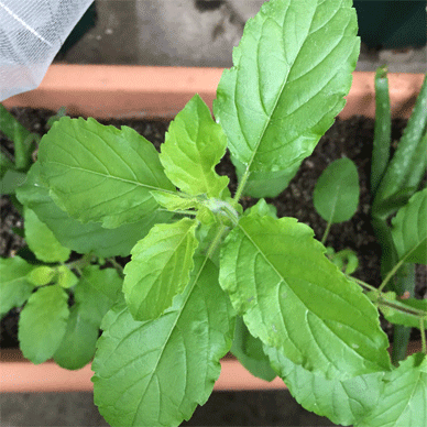 Holy Basil Tulsi Oct 23 2020 22 - Krishna Tulsi CENTER Morning