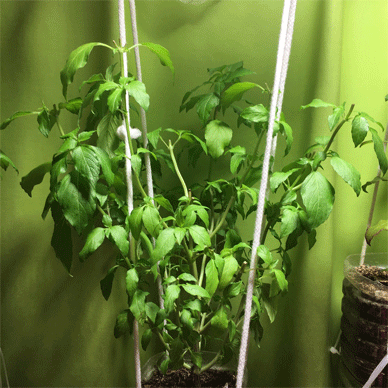 Holy Basil Tulsi Oct 24 2020 13 - Oya Tulsi 2gou Evening