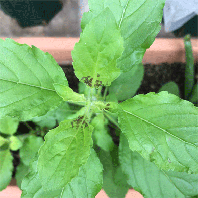 Holy Basil Tulsi Oct 24 2020 7 - Krishna Tulsi CENTER started to have Brown Spots Morning