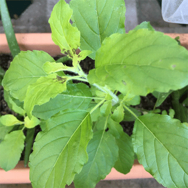 Holy Basil Tulsi Oct 25 2020 12 - Krishna Tulsi CENTER Morning